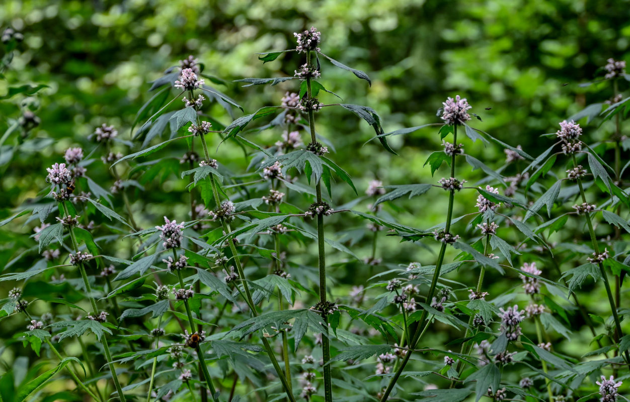 Image of Leonurus quinquelobatus specimen.