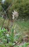 genus Orchis. Растение с развивающимся соцветием. Краснодарский край, Краснодарский край, м/о г. Новороссийск, окр. с. Широкая Балка, г. Сапун, поляна в дубовом лесу. 17.04.2020.