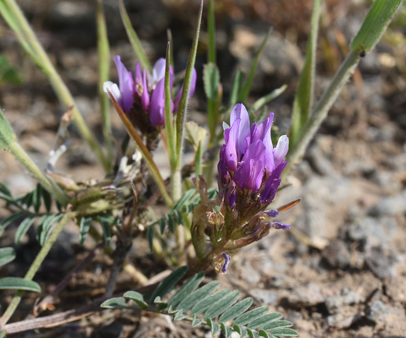 Image of genus Astragalus specimen.