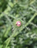 genus Carduus. Развивающееся соцветие. Турция, ил Карс, крепость Ани, луг. 28 мая 2025 г.