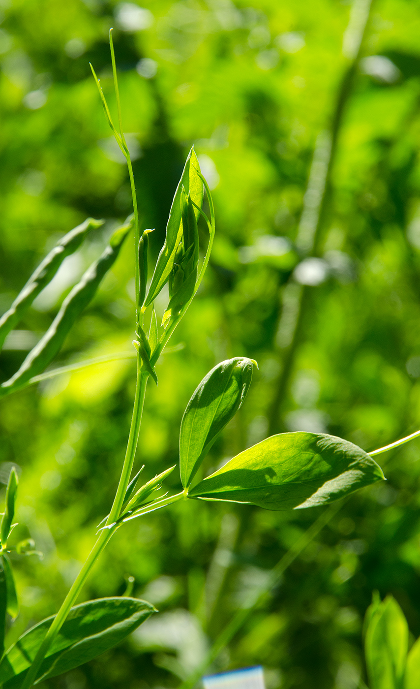 Image of Lathyrus tuberosus specimen.