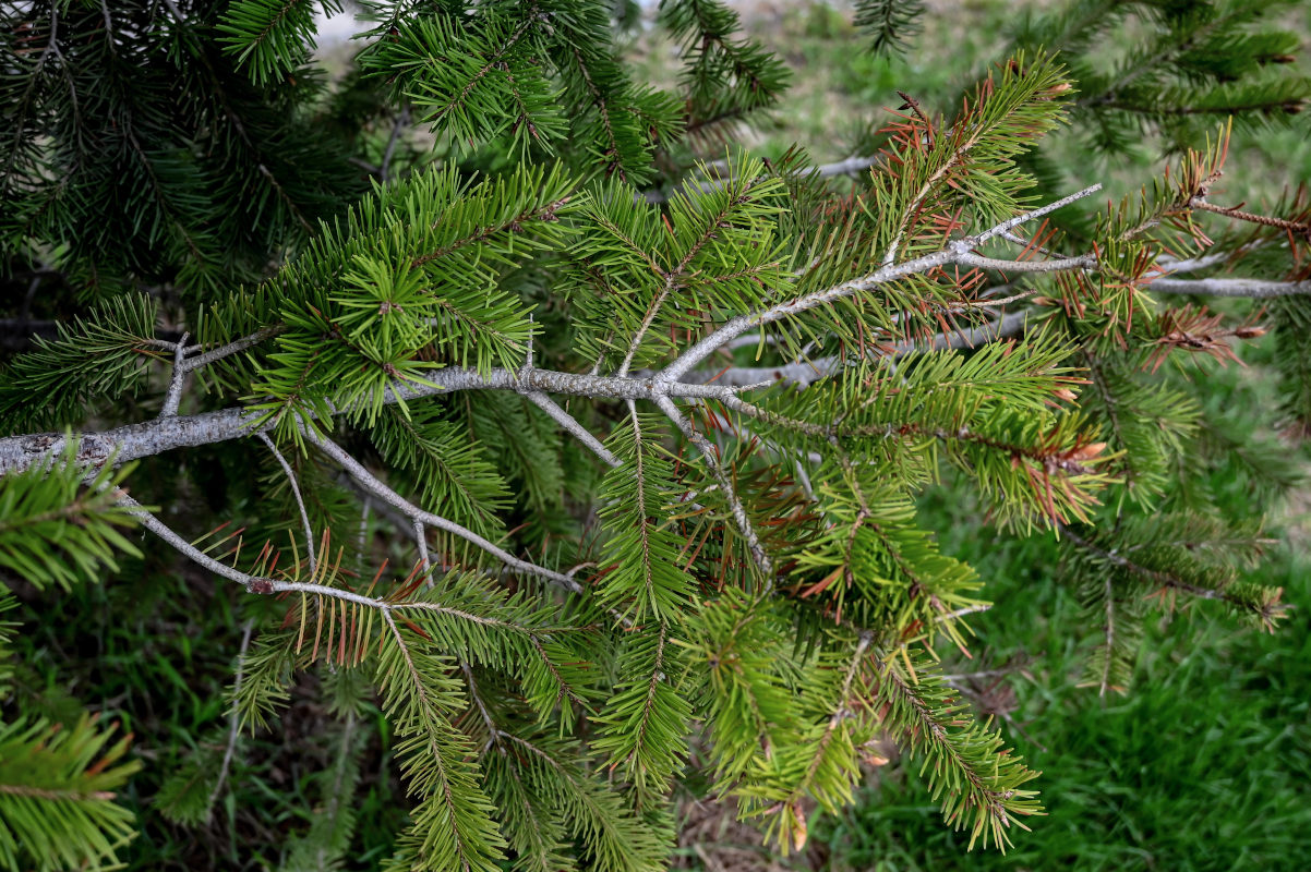 Изображение особи Pseudotsuga menziesii.