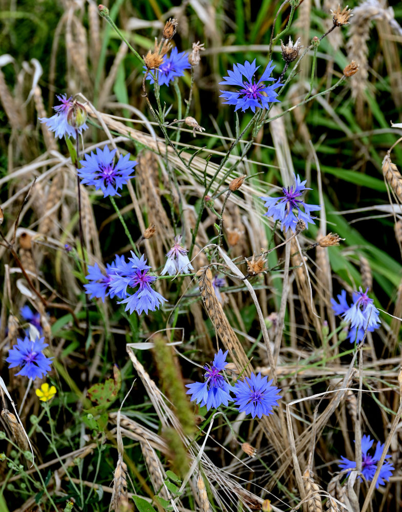 Изображение особи Centaurea cyanus.