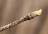 Tilia mandshurica. Верхушка побега с пробуждающейся почкой. Приморский край, Пограничный р-н, окр. пгт Пограничный, в дубовом лесу. 01.05.2026.