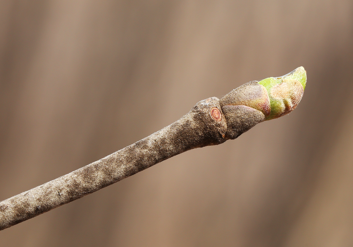 Image of Tilia mandshurica specimen.