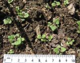Nepeta cataria. Проростки. Красноярский край, Ермаковский р-н, пос. Танзыбей, сорное на огороде. 17.05.2026.