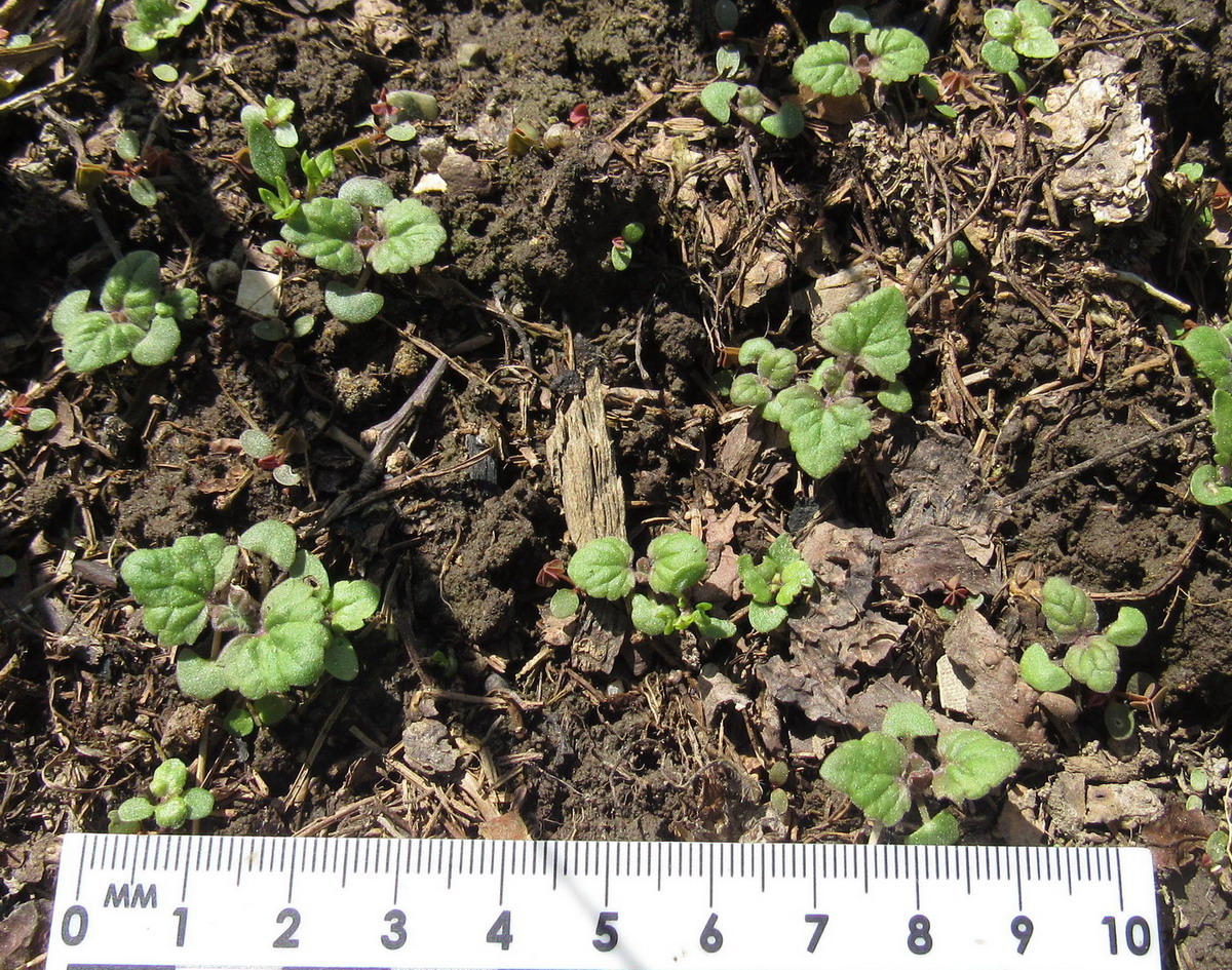 Image of Nepeta cataria specimen.