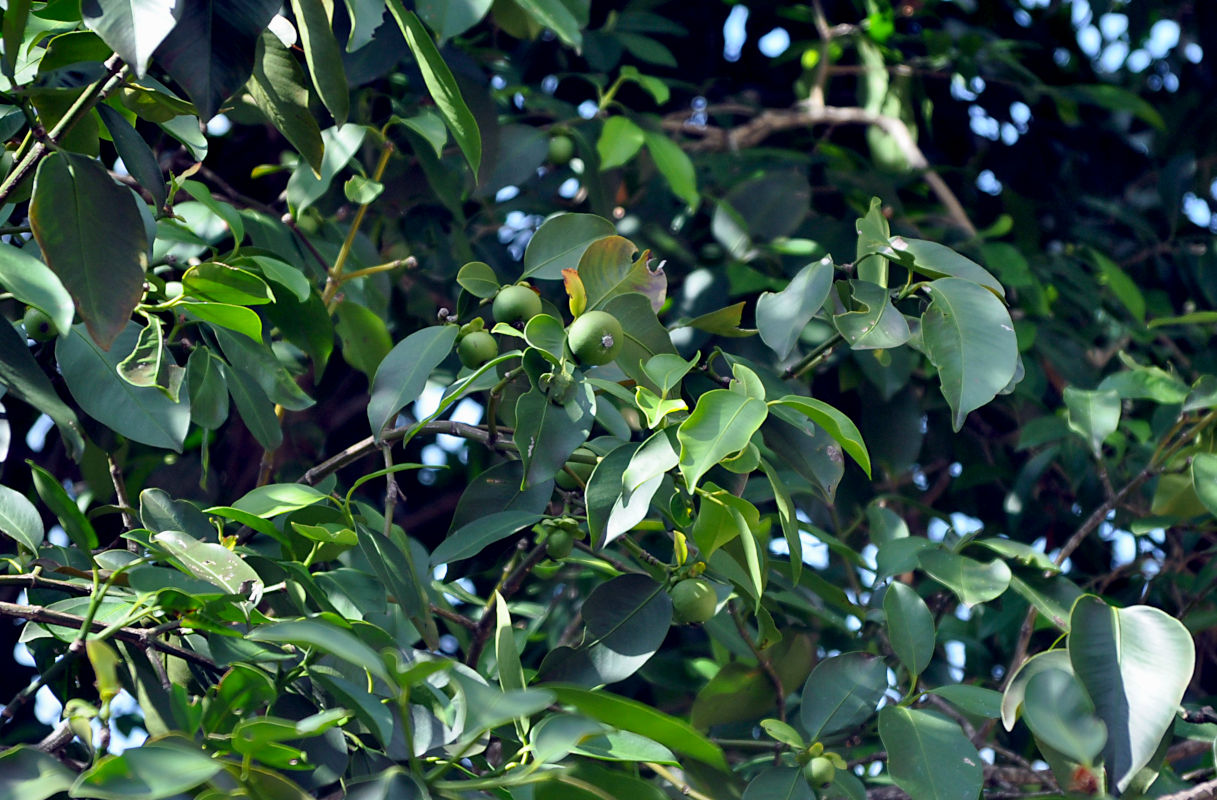 Image of Garcinia mangostana specimen.