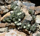 Arenaria saponarioides. Цветущие растения. Республика Кипр, Троодос (Τρόοδος), ≈ 1900 м н.у.м., каменистый склон. 07.06.2026.