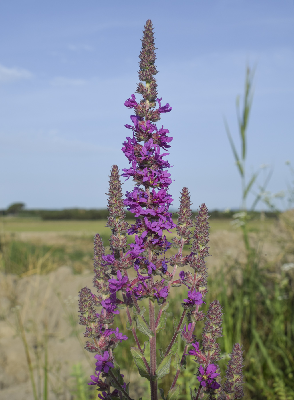 Изображение особи Lythrum salicaria.