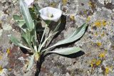 Convolvulus lineatus. Сорванное цветущее растение с пчелой на цветке. Грузия, край Самцхе-Джавахети, окраина с. Тмогви, окр. южного берега оз. Цунда, горная степь. 8 июня 2026 г.