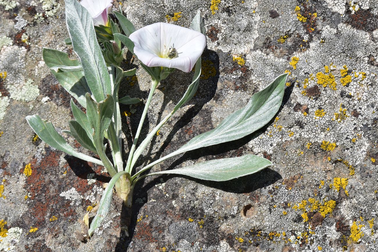 Image of Convolvulus lineatus specimen.