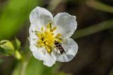 Fragaria viridis. Цветок с кормящейся бабочкой Pancalia nodosella. Ростовская обл., Мясниковский р-н, окр. с. Несветай, степной склон. 14.05.2026.