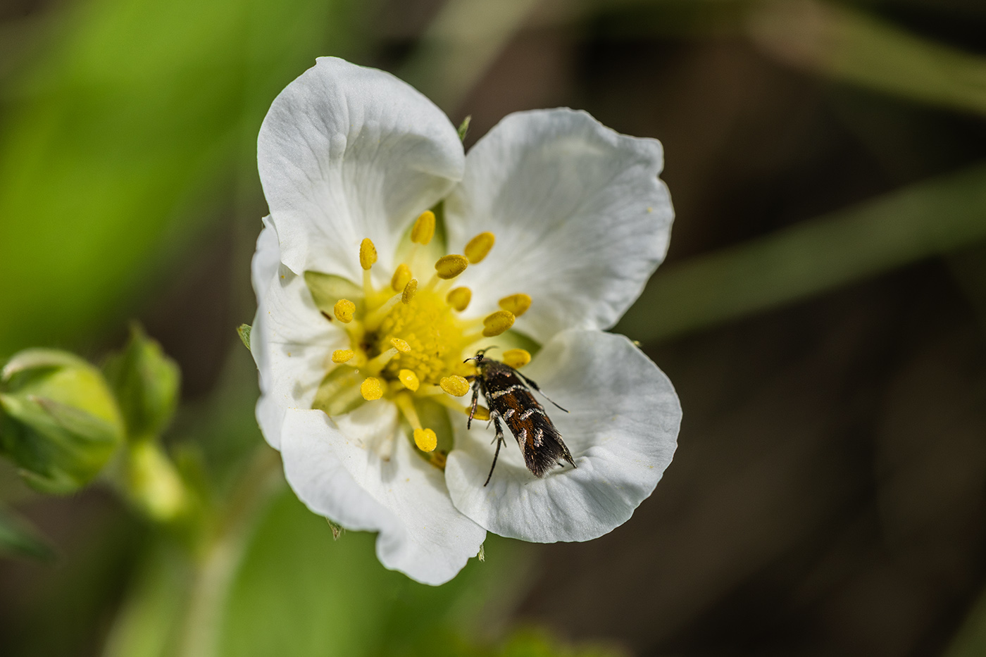 Изображение особи Fragaria viridis.