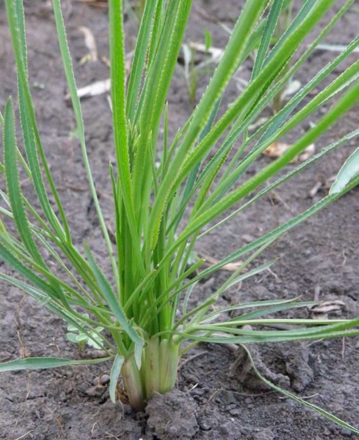 Image of Falcaria vulgaris specimen.