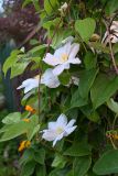 genus Clematis