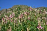 genus Onobrychis. Соцветия и листья. Грузия, край Самцхе-Джавахети, Аспиндзский муниципалитет, левый берег р. Кура, ур. Тиреби, 100 м от фермы Серго, высокотравный луг. 10 июня 2026 г.