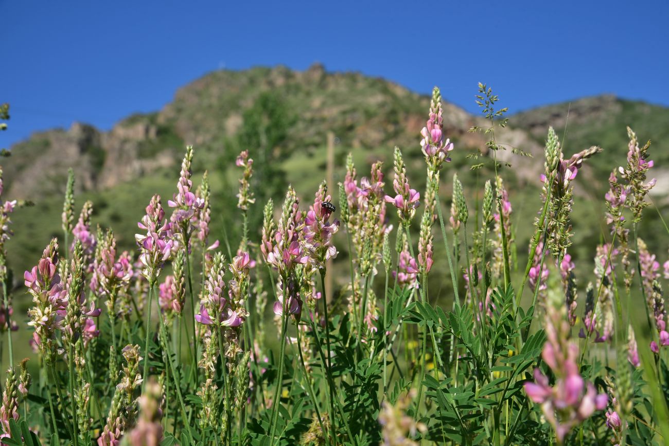 Image of genus Onobrychis specimen.
