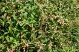 Aconogonon ajanense. Плодоносящие растения. Хабаровский край, р-н имени Лазо, гора Ко, выс. ≈ 1800 м н.у.м., каменная россыпь. 02.08.2026.
