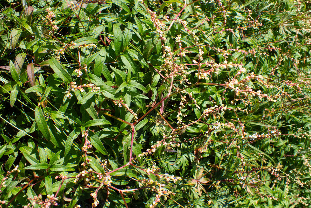 Image of Aconogonon ajanense specimen.