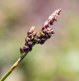 Carex rigidioides. Верхушка побега с отцветшим тычиночным колоском и соплодиями. Хабаровский край, р-н имени Лазо, склон г. Ко, выс. ≈ 1880 м н.у.м., горная тундра. 02.08.2026.