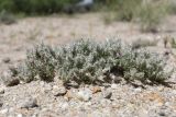 род Polygonum