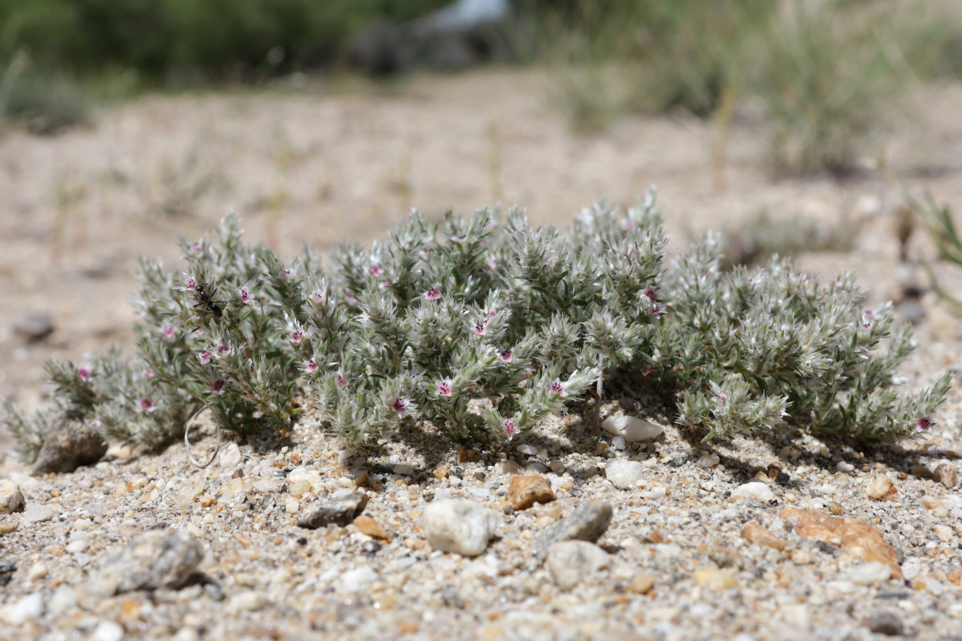 Изображение особи род Polygonum.