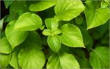 Hydrangea petiolaris. Верхушка побега. Московская обл., Раменский р-н, окр. дер. Хрипань, садовый участок. 27.06.2026.
