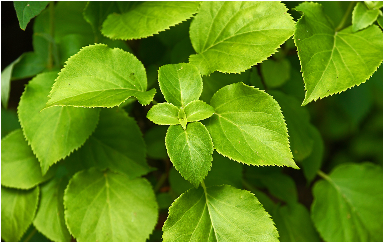 Image of Hydrangea petiolaris specimen.