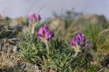 Oxytropis setosa