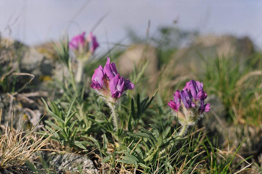 Изображение особи Oxytropis setosa.