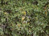 Quercus coccifera. Верхушка ветви с плодами. Испания, Каталония, пров. Жирона, комарка Баш Эмпорда, муниципалитет Тороэлья-де-Монгри, окр. н.п. Улья, в составе гарриги, обочина полевой дороги. 24.10.2026.