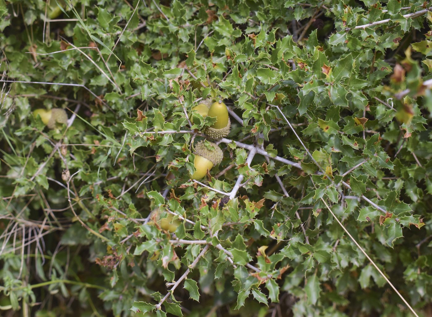 Image of Quercus coccifera specimen.