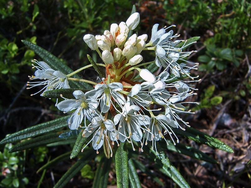 Image of Ledum palustre specimen.