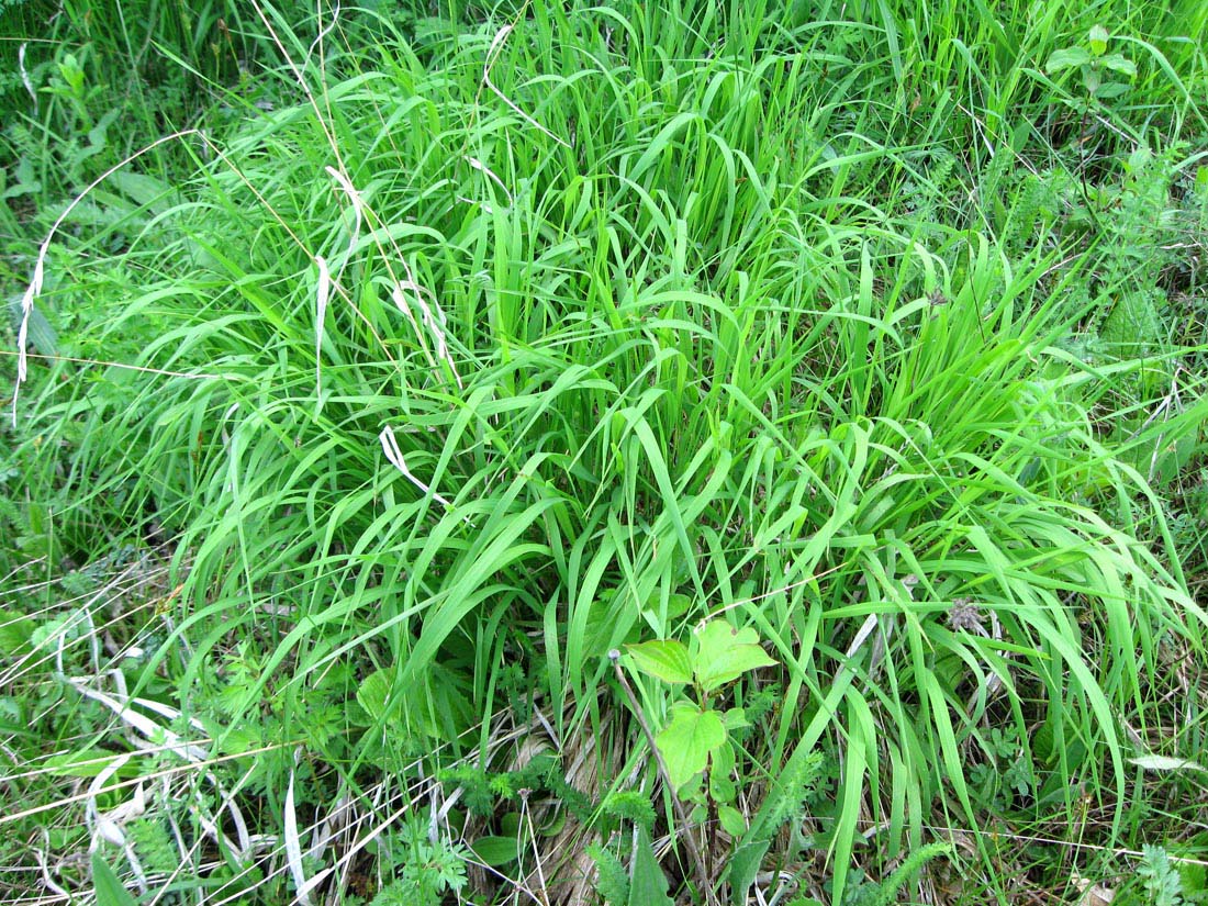 Image of Brachypodium pinnatum specimen.