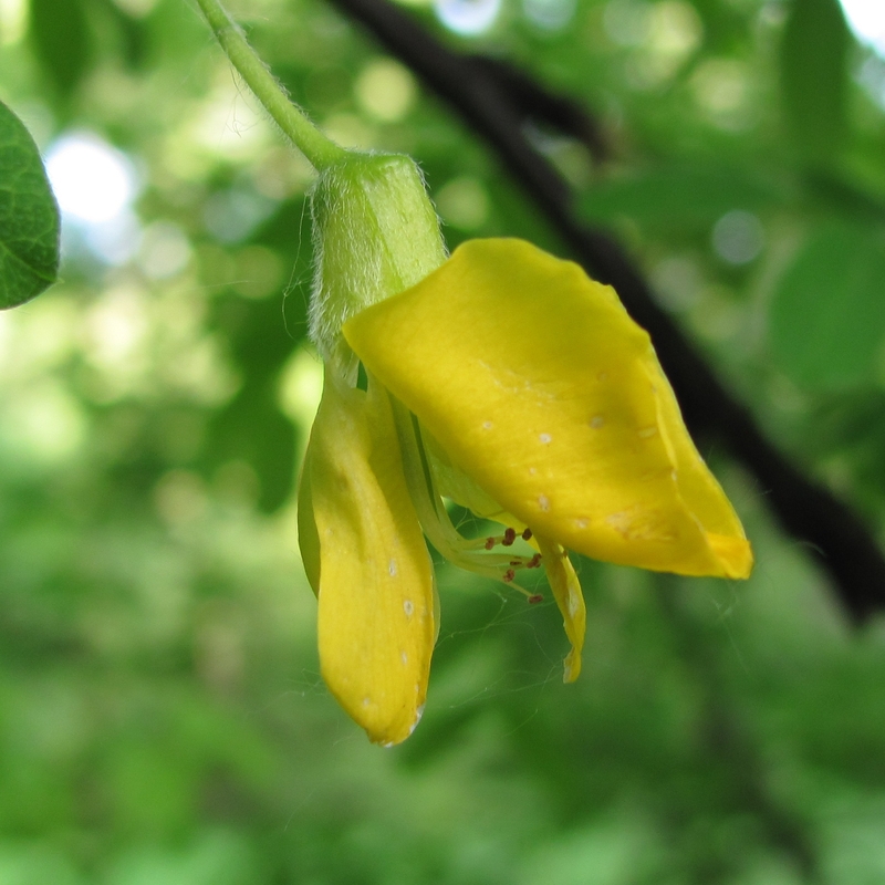 Image of Caragana arborescens specimen.