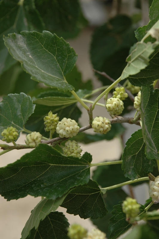 Изображение особи Morus alba.