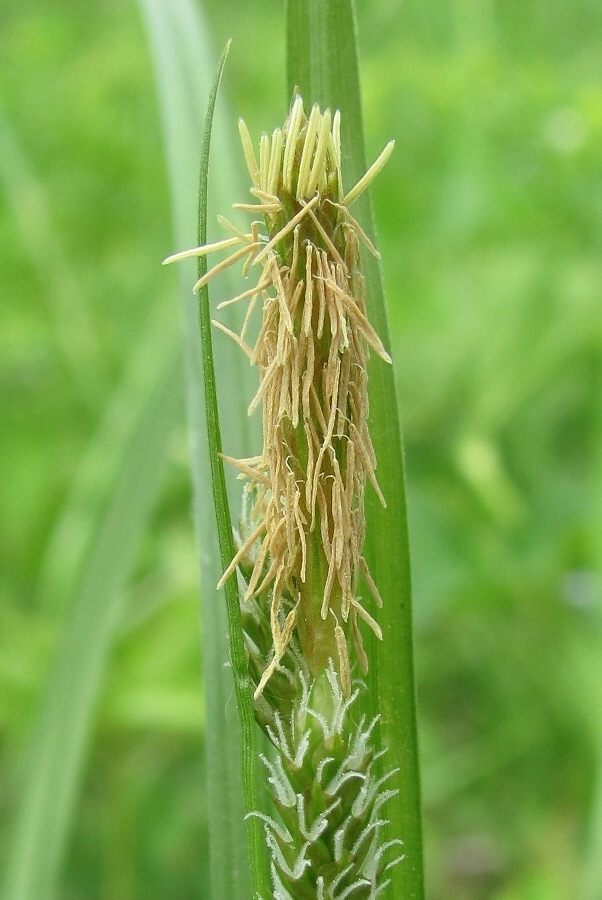 Изображение особи Carex pallescens.