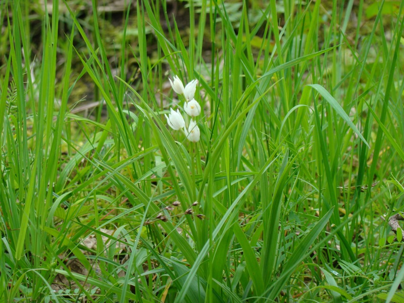 Изображение особи Cephalanthera longifolia.