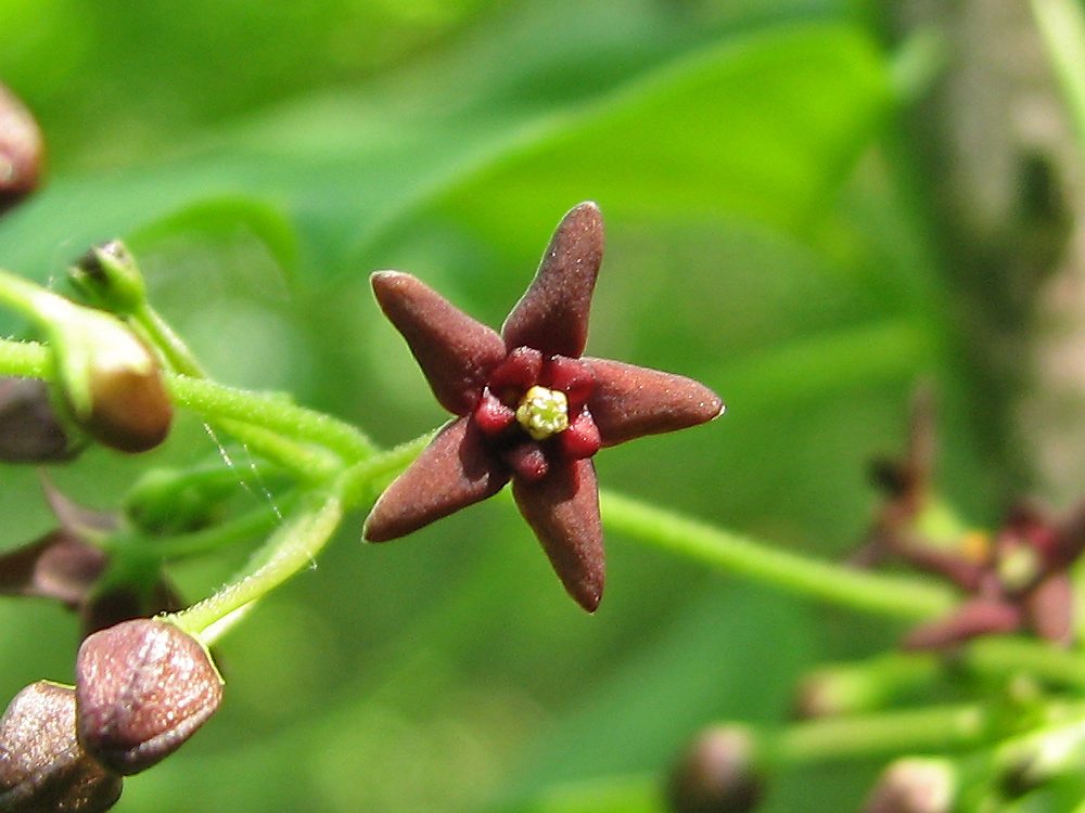 Image of Vincetoxicum donetzicum specimen.