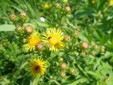 Inula aspera