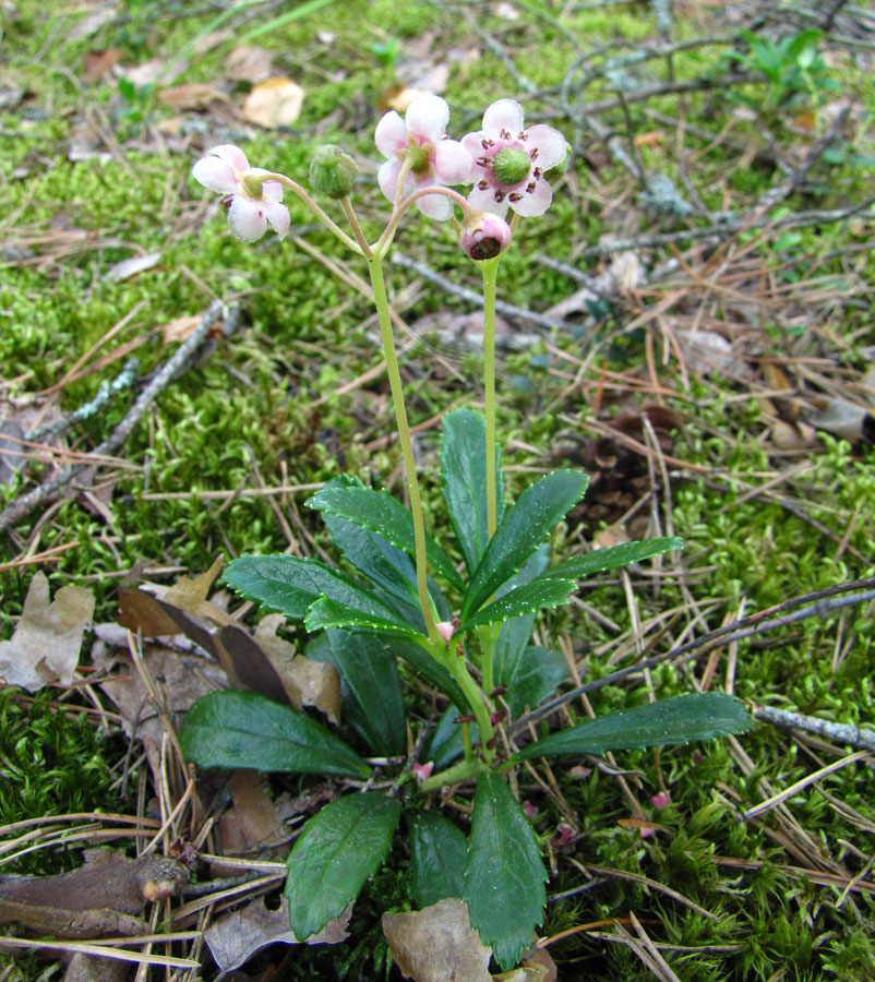 Image of Chimaphila umbellata specimen.