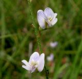 Astragalus austriacus