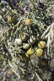 Juniperus seravschanica