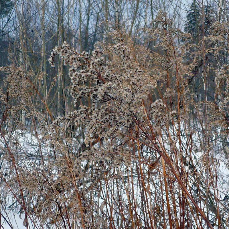 Image of Solidago canadensis specimen.