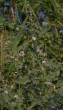 Althaea taurinensis