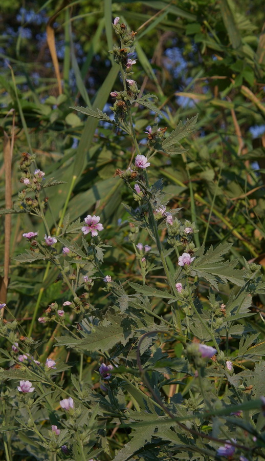 Изображение особи Althaea taurinensis.