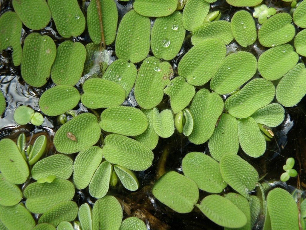 Image of Salvinia natans specimen.