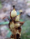 Image of taxon representative. Author is Василий Гелюта