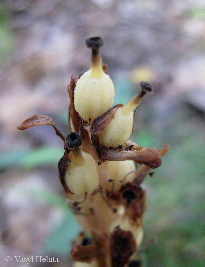 Image of Hypopitys monotropa specimen.